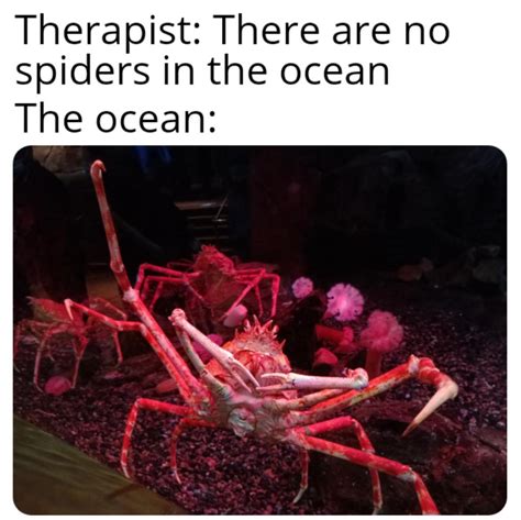 Become crab, or cease to crab. . Spider crab meme